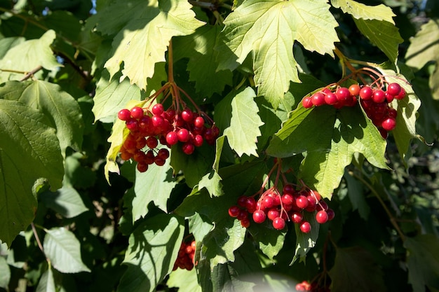 Red berries of viburnum on a bush in the forest Branch of red Viburnum in the garden