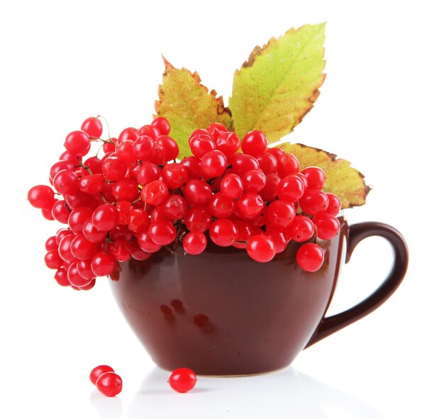 화이트 절연 컵에 가막살 나무속의 붉은 열매