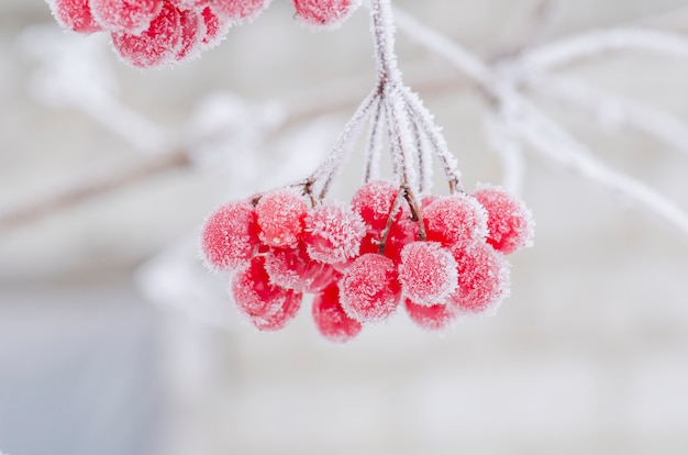 Bacche rosse di viburno guelder si alzò in inverno