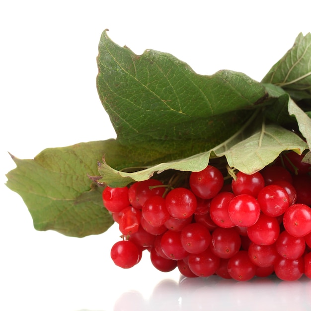 Red berries of viburnum isolated on white wall