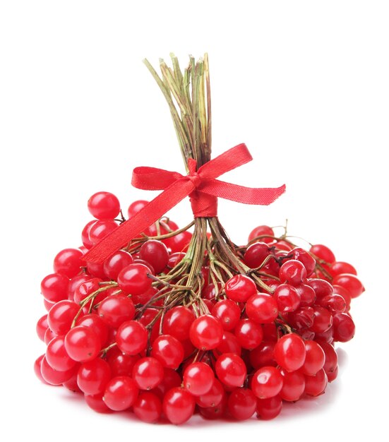 Red berries of viburnum isolated on white