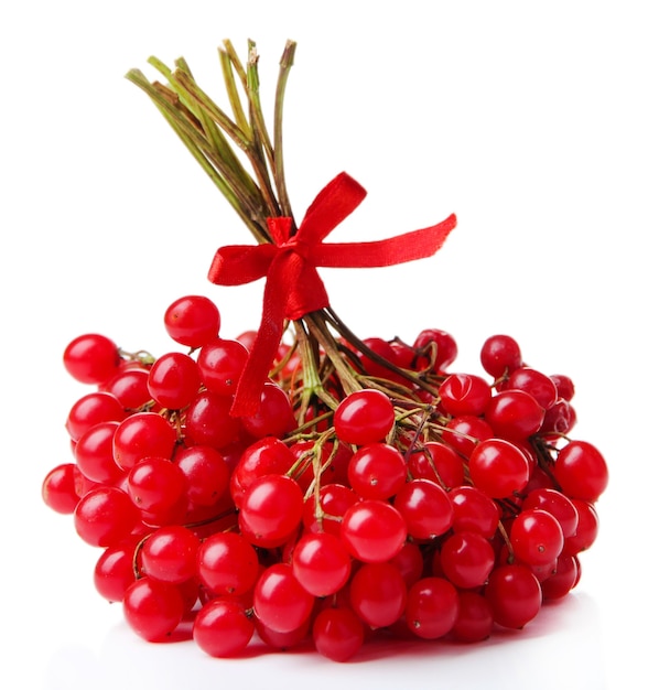 Red berries of viburnum isolated on white