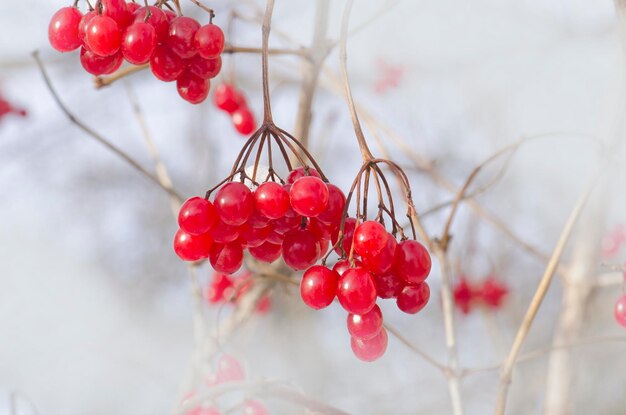 Photo red berries of viburnum red tassel guelder rose viburnum opulus ripe berries