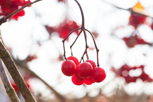 Red berries of viburnum on a tree