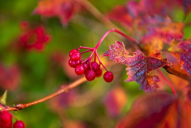 Red berries of viburnum in the wild