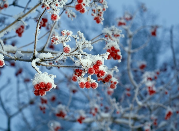 Red berries of viburnum with hoarfrost on the branches . closeup