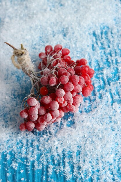 Red berries of viburnum with ice crystals, on blue background