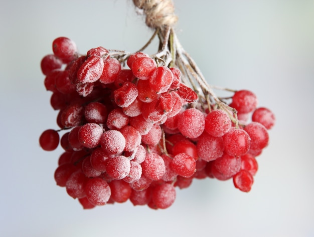 Red berries of viburnum with ice crystals, on light background