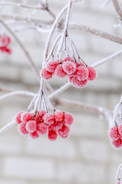  Red berries of Viburnum.