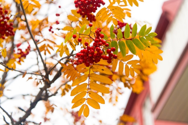 Red berries and yellow leaves on branch close up. Autumn season. Fall harvest concept. Autumn rowan berries on branch. Amazing benefits of rowan berries. Rowan berries sour but rich vitamin C.