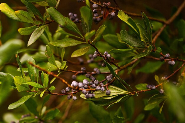 Red berries yellow leaves fall