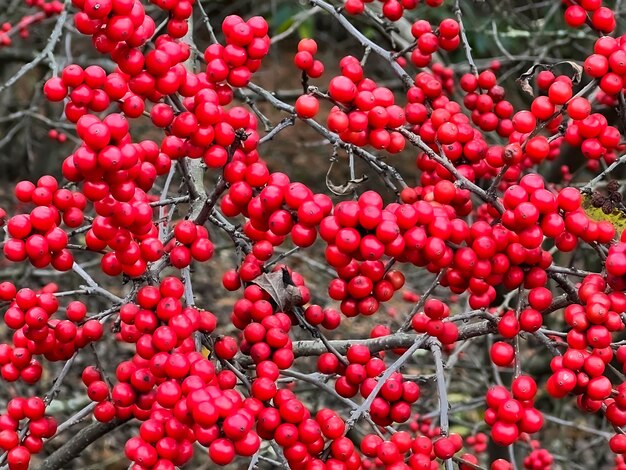 Red berries