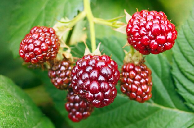 Red berries 