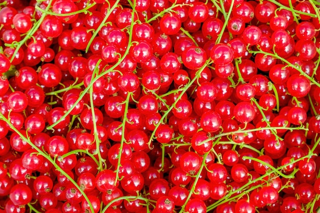 Red berry background Clusters of red currants fill the entire image