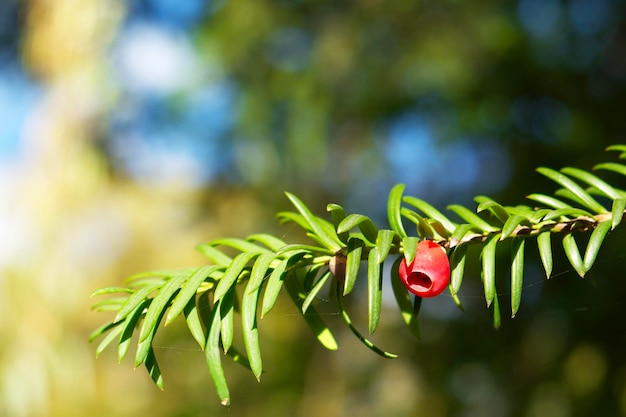 A red berry of yew Taxus baccata on the green tree branch on a sunny autumn day