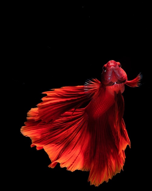 red beta fish on solid black background