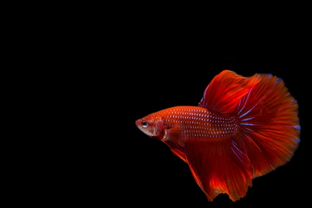 Red betta fish, siamese fighting fish on black background