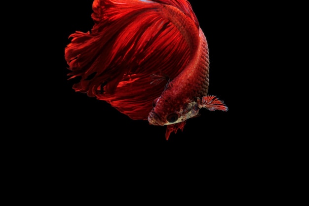 Photo red betta fish