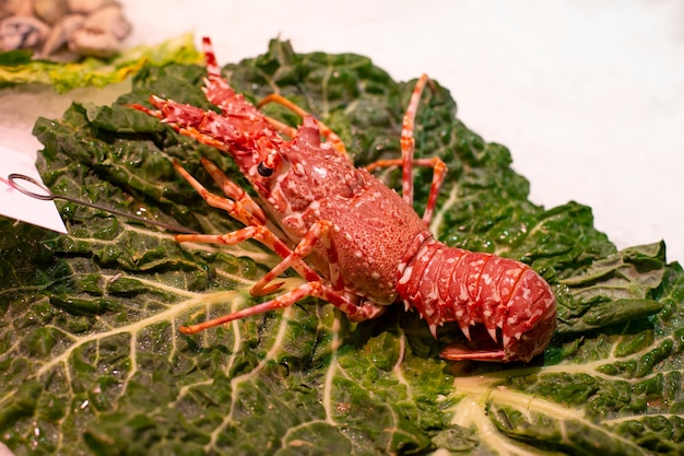 Red big spiny lobster that also known as crayfish on the ice.