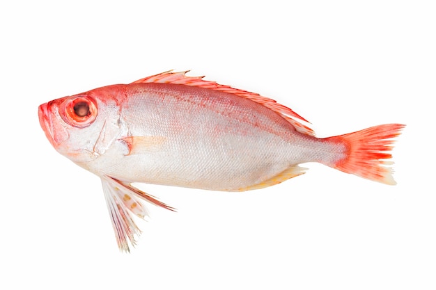 Pesce rosso bigeye