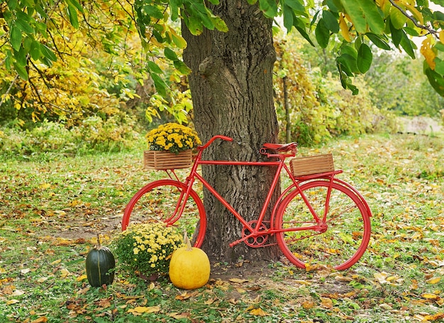 Red bike with flowers. Autumn harvest terrace background. Halloween. Country. Pumpkins and flowers. Vacation home. Thanksgiving Day