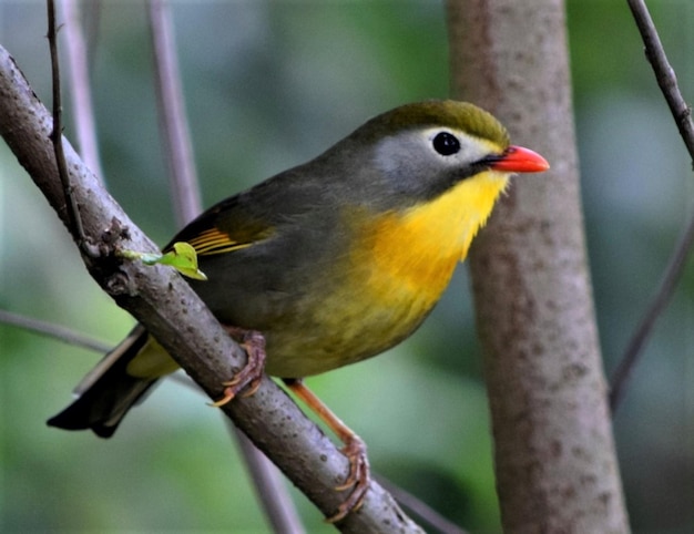 Photo red-billed leiothrix at darjiling west bengal india