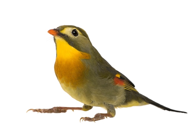 Red-billed Leiothrix - Leiothrix lutea on a white isolated