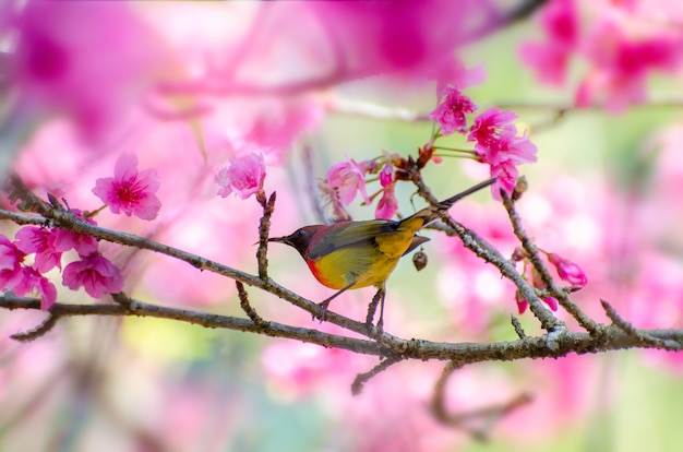 La priorità bassa blu dell'uccello rosso si è appollaiata sui rami sakura