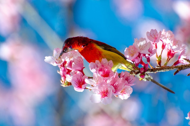 Photo red bird blue background perched on the branches sakura