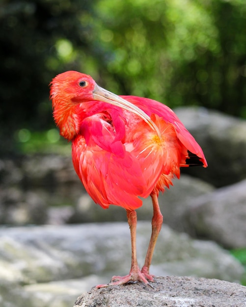 A red bird with a black beak and black feathers is standing on a rock.