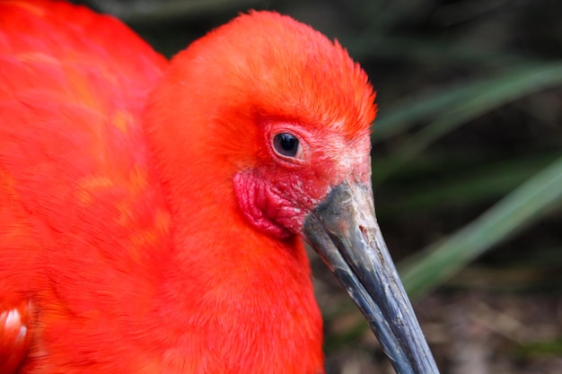 A red bird with a black eye