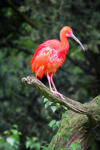 A red bird with a long beak is sitting on a branch.
