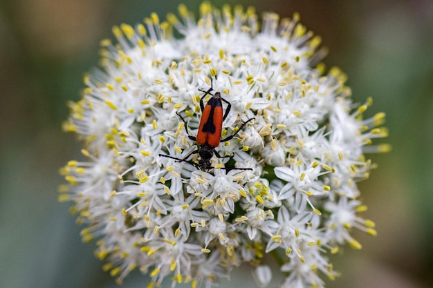 タマネギの花に赤と黒のビートル昆虫