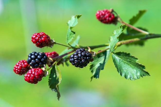 Photo red and black berries on twig in nature