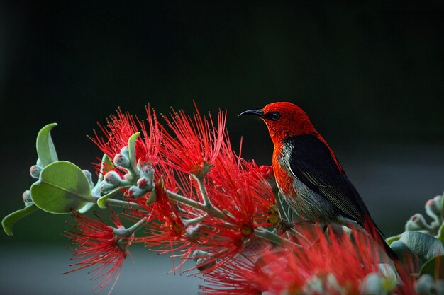 Photo a red and black bird sits on a red plant