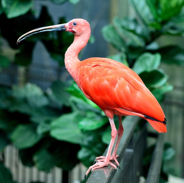 A red and black bird with a long beak stands on a fence.