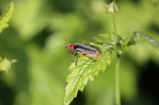 Photo red and black bug on a green leaf