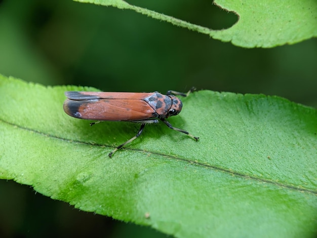 A red and black bug sits on a green leaf.