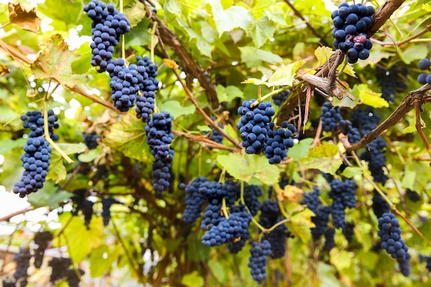 Grappoli neri rossi pinot noir che crescono in vigna con sfondo sfocato e copia spazio. raccolta nel concetto di vigneti.