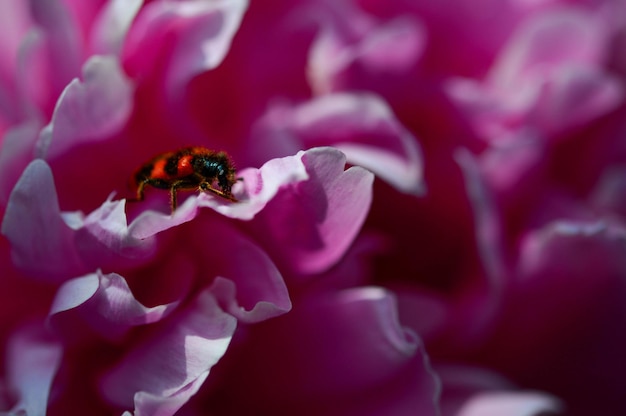 Photo red and black checkered bug on a pink peony macro