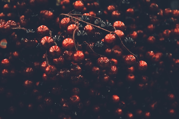 Photo red and black christmas berries