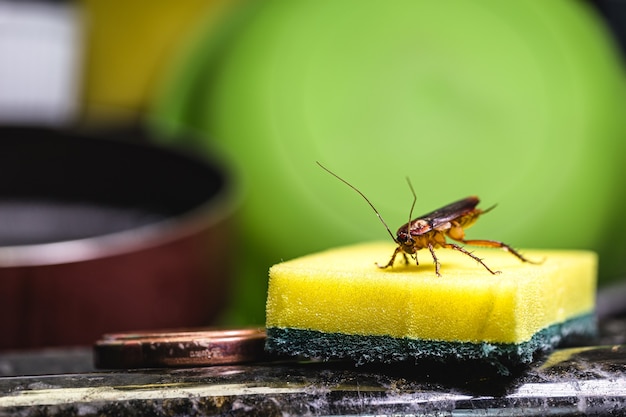 キッチンスポンジの赤と黒のゴキブリ。汚れの概念と昆虫の問題
