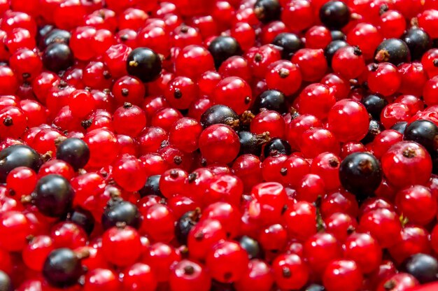 Red and black currants as food background Close up