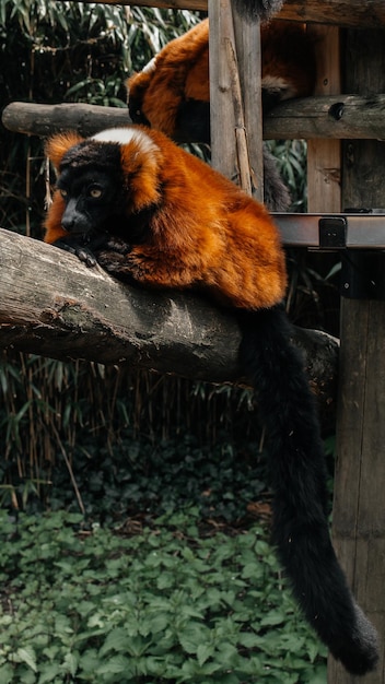 A red and black lemur sits on a branch.