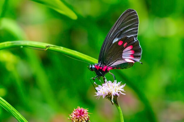 Red and black noble tropical butterfly on green nature background on big tropical island Ilha Grande in Angra dos Reis Rio de Janeiro Brazil