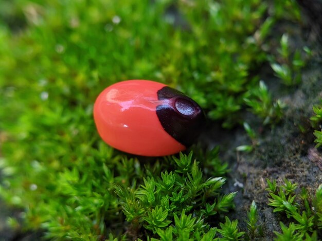 A red and black nut sits on a mossy surface.