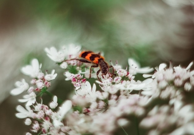 Photo a red black striped fluffy beetle sits on a white flower on a green blurred background