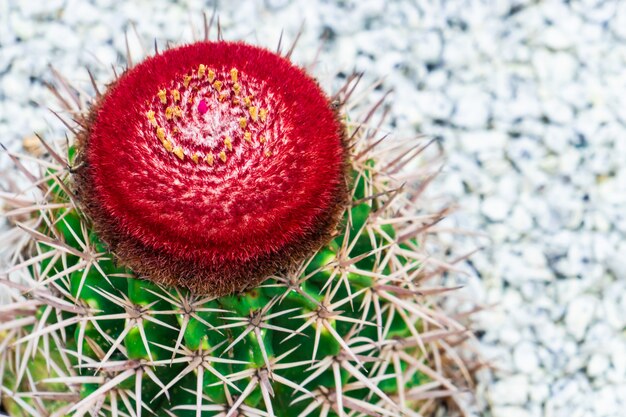 Red blooming cactus flower on top of green cactus on rock garden