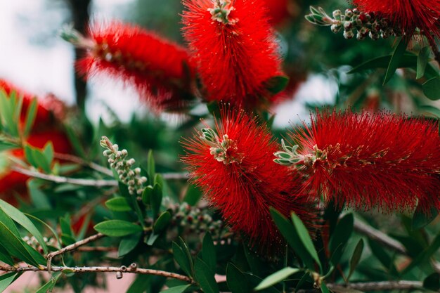 Red Blooming Calliander beautiful spring greens tree