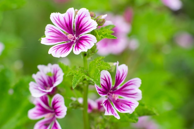 Red blooming flowers on a green background Natural floral background